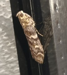 Dioryctria abietella