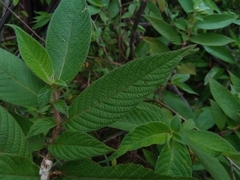 Sabicea diversifolia