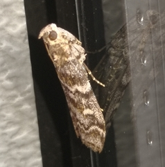 Dioryctria abietella