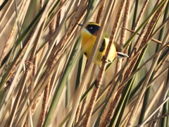 Tachuris rubrigastra