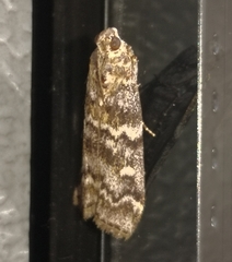 Dioryctria abietella