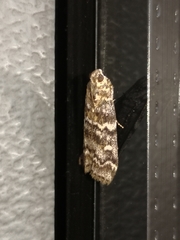 Dioryctria abietella