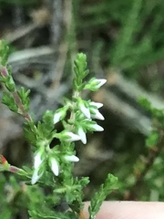 Calluna vulgaris