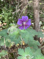 Geranium platypetalum