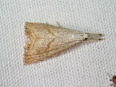 Haimbachia placidellus