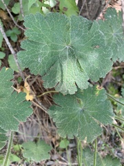 Geranium platypetalum