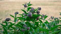 Asclepias syriaca