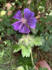 Geranium platypetalum