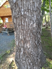 Ostrya virginiana image