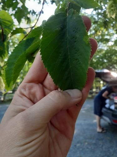 Ostrya virginiana image