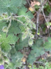 Geranium platypetalum