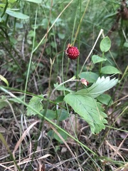 Fragaria vesca