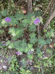 Geranium platypetalum