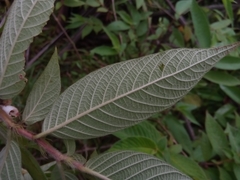 Sabicea diversifolia