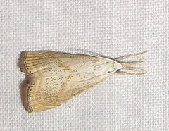 Haimbachia placidellus