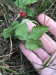 Fragaria vesca