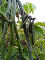 Vanilla madagascariensis