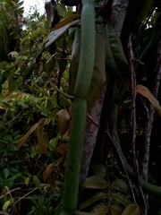 Vanilla madagascariensis