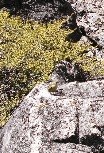 Xenicus gilviventris