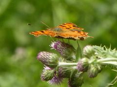 Polygonia c-album