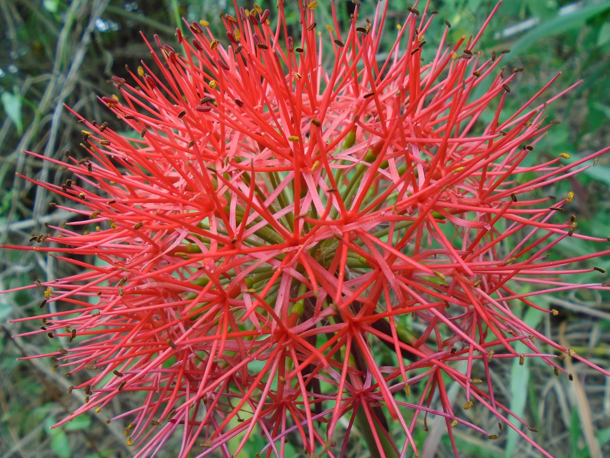 Scadoxus multiflorus ssp. multiflorus