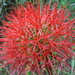 Bloodlily - Photo (c) Maxwell C. Obiakara, some rights reserved (CC BY-NC), uploaded by Maxwell C. Obiakara