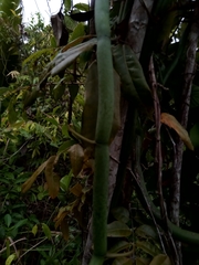 Vanilla madagascariensis