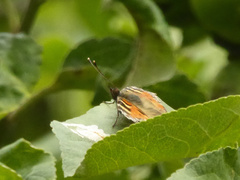 Aglais urticae