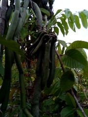 Vanilla madagascariensis