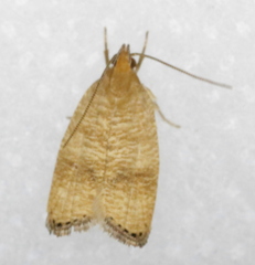 Psilocorsis cryptolechiella