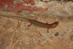 Eremiascincus phantasmus