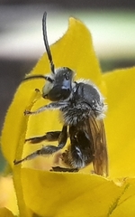 Melittinae