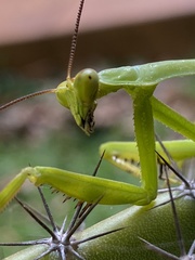 Stagmatoptera supplicaria