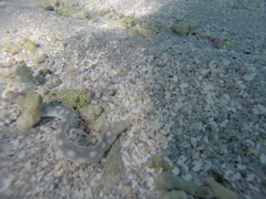 Myrichthys breviceps