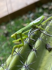 Stagmatoptera supplicaria
