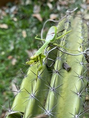Stagmatoptera supplicaria