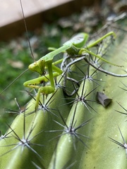Stagmatoptera supplicaria