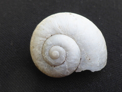 Neocyclotus