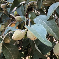 Capparis spinosa