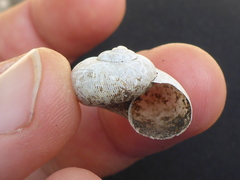 Neocyclotus