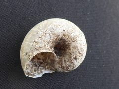 Neocyclotus