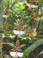 Epidendrum stamfordianum