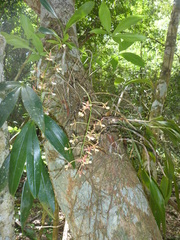 Epidendrum stamfordianum