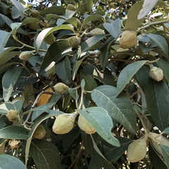 Capparis spinosa