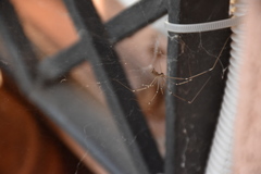 Holocnemus pluchei