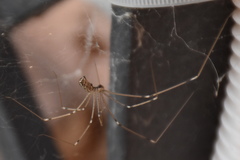 Holocnemus pluchei