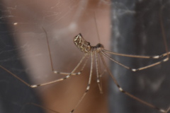 Holocnemus pluchei