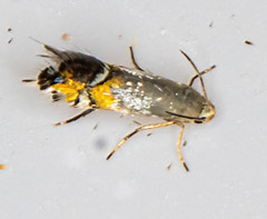Coptodisca cercocarpella