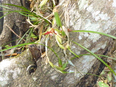 Maxillaria tenuifolia