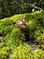 Roridomyces austrororidus